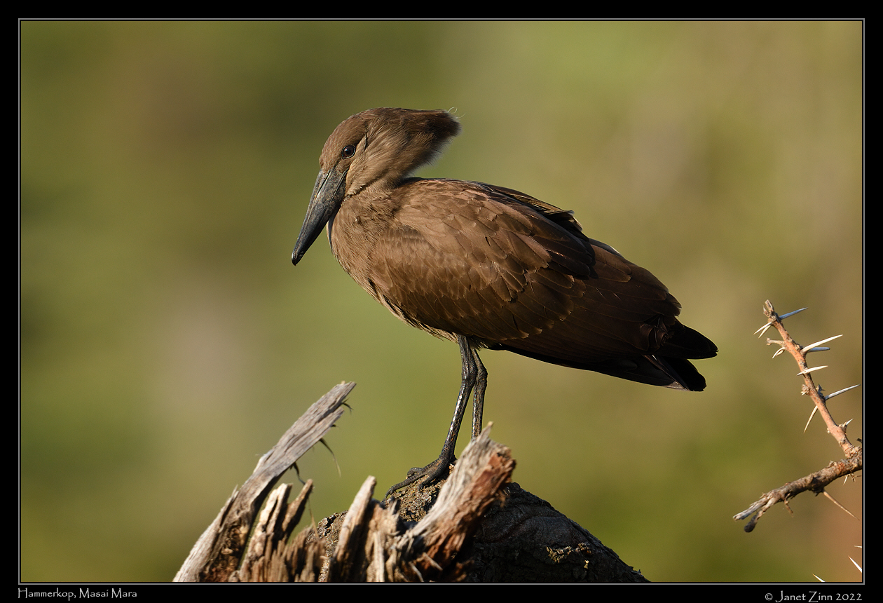 hammerkop_JZ9_7179a