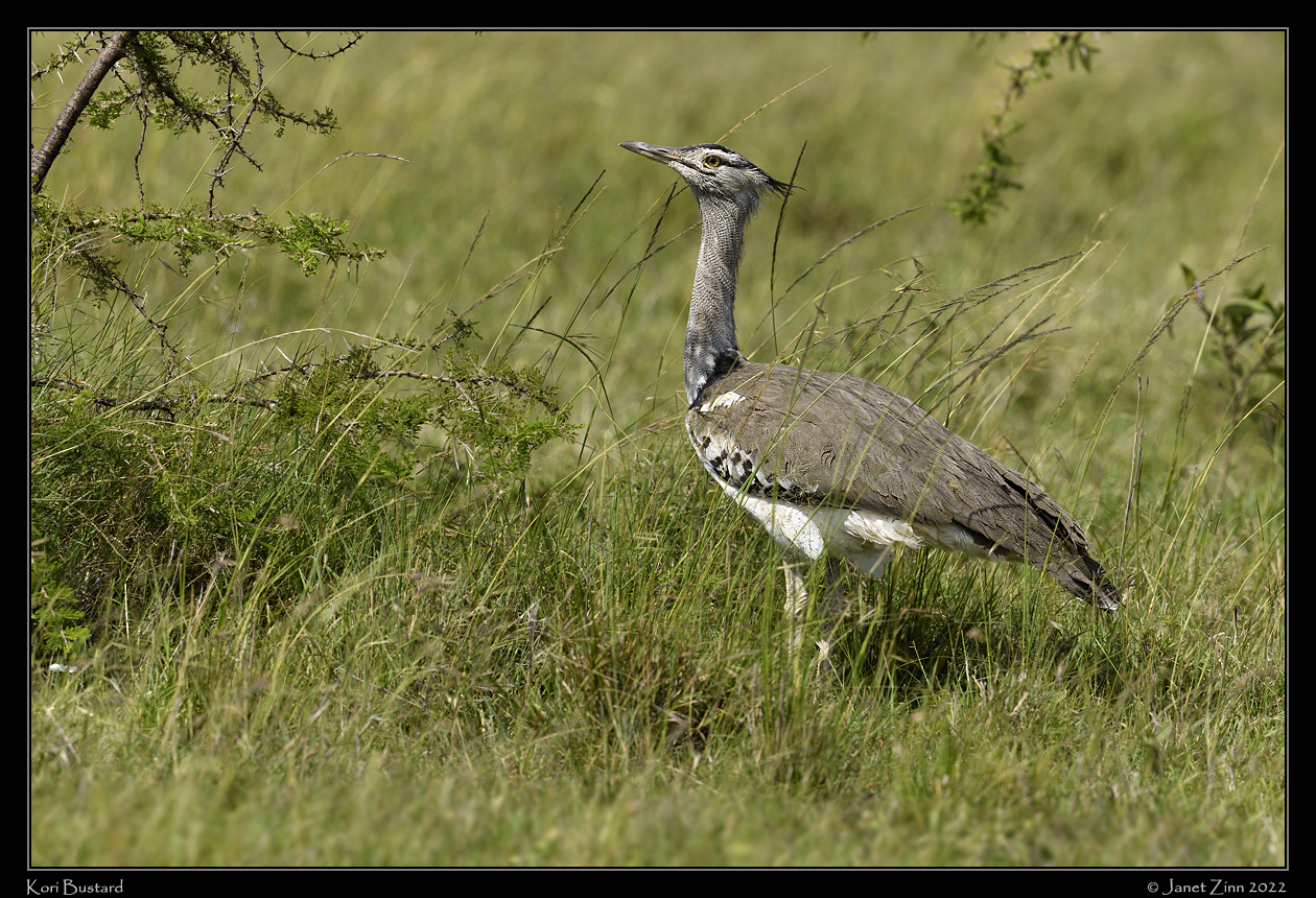 kori_bustard_JZ9_4457a