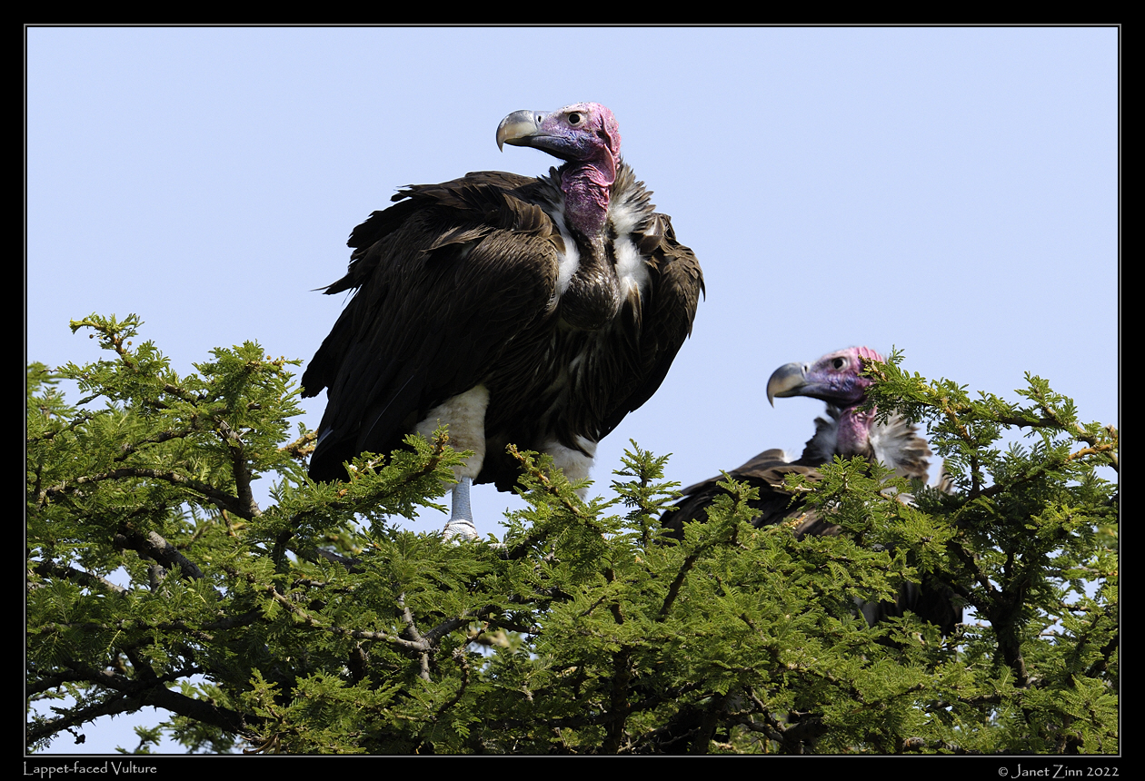 lapped_faced_vulture_JZ9_4482a