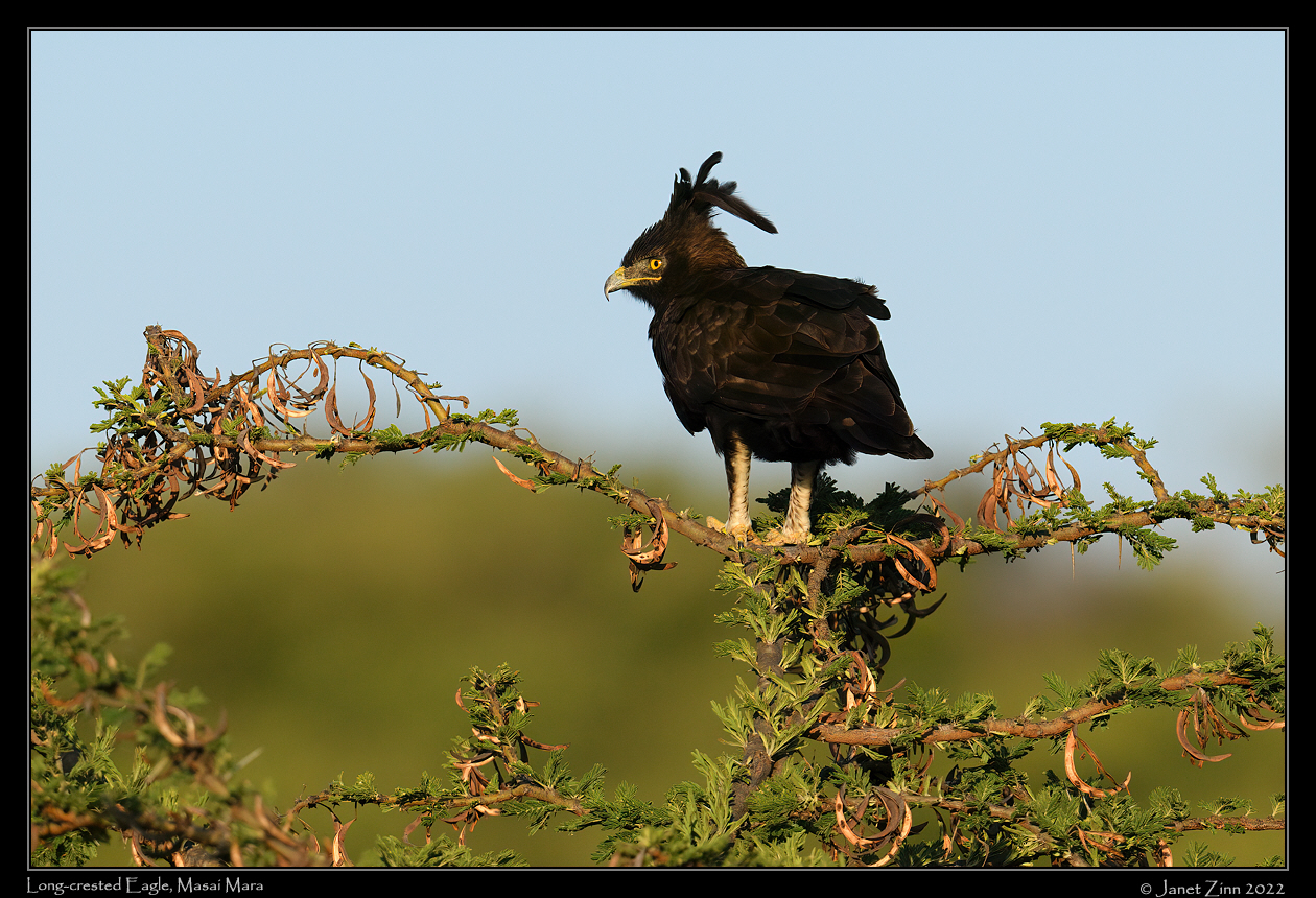 long_crested_eagle_JZ9_7519a