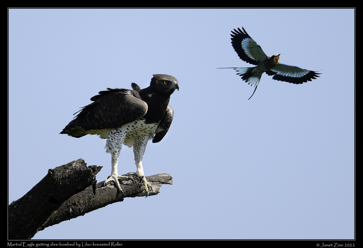 martial_eagle_JZ9_5665a