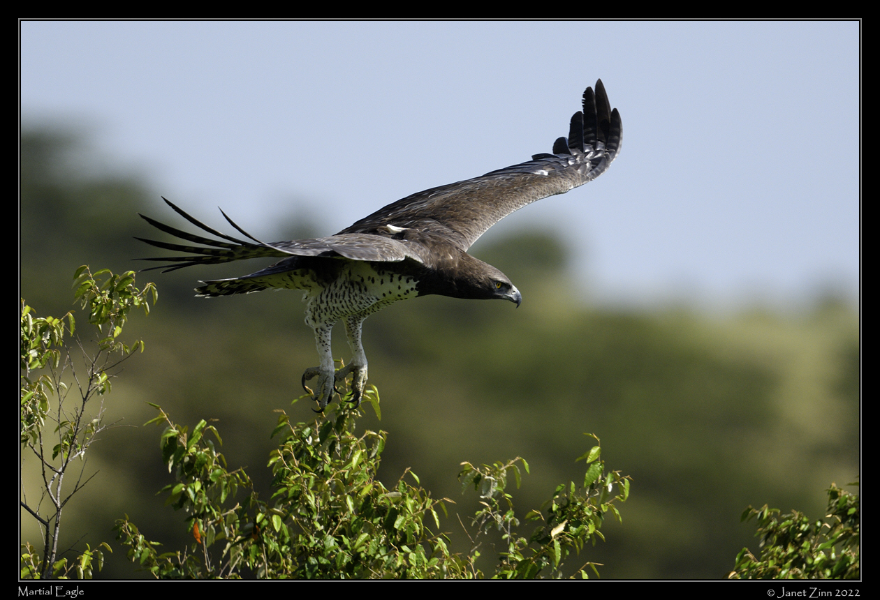 martial_eagle_JZ9_5703a