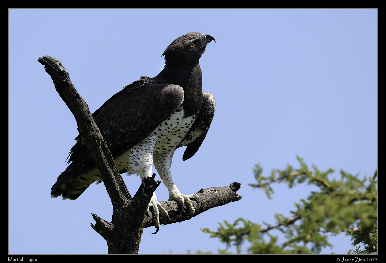 martial_eagle_JZ9_5739a