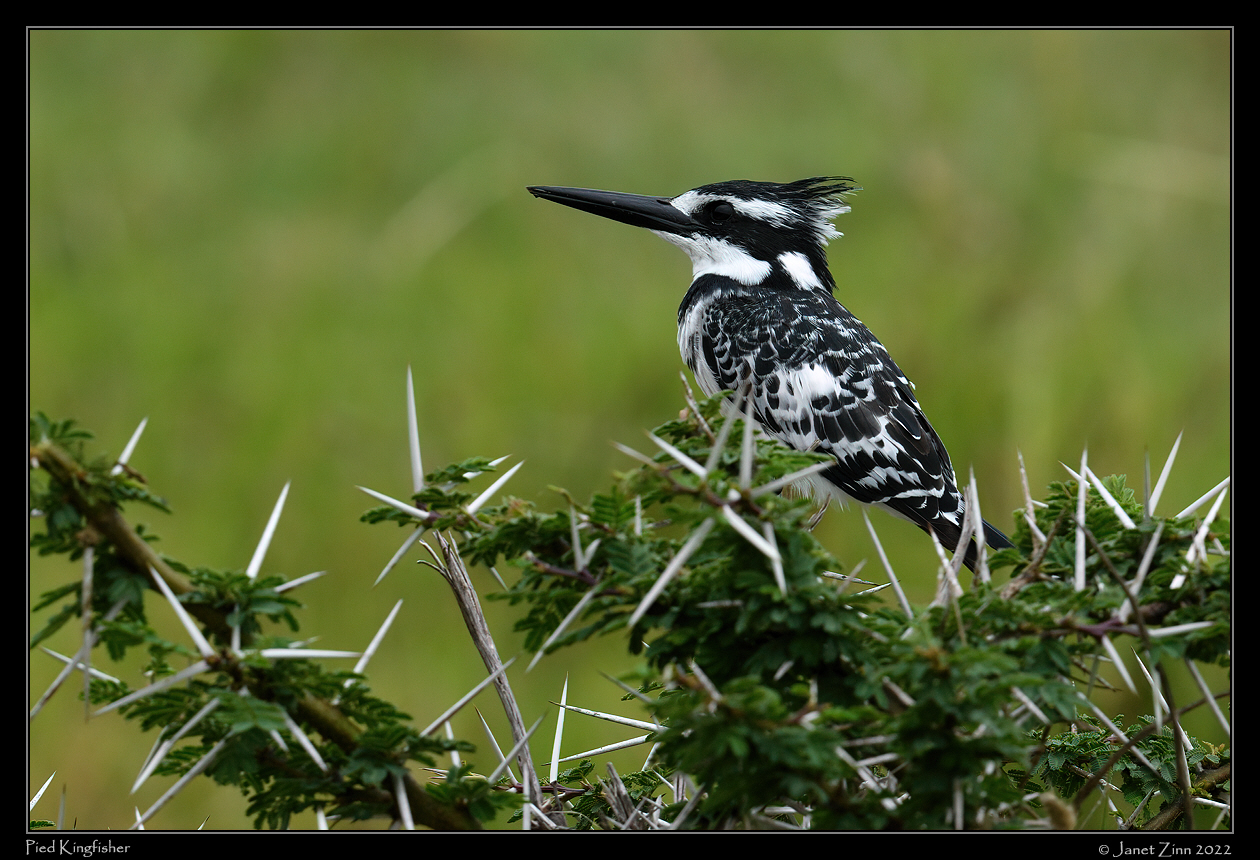 pied_kingfisher_JZ9_6095a