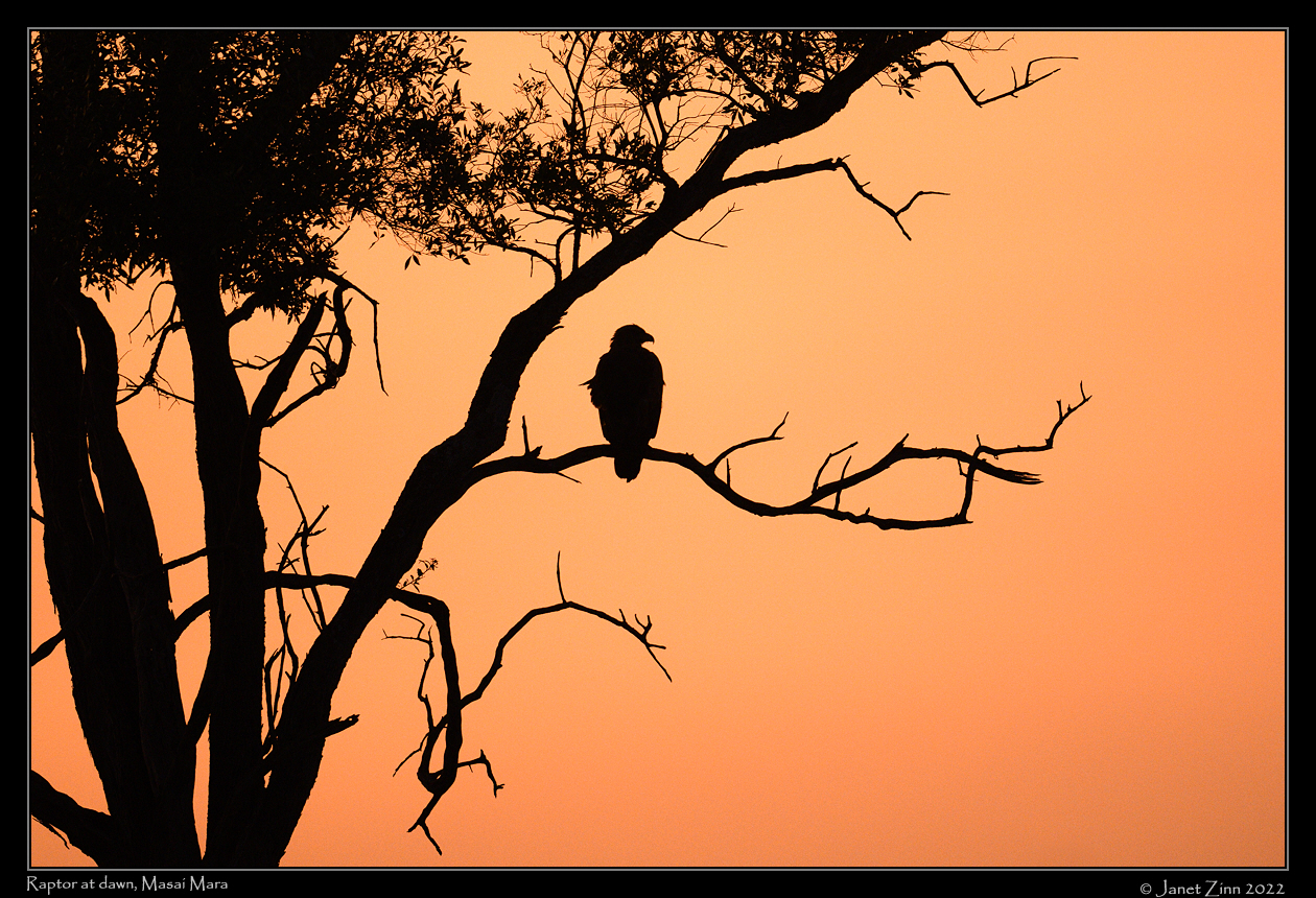 raptor_dawn_JZ9_8182a
