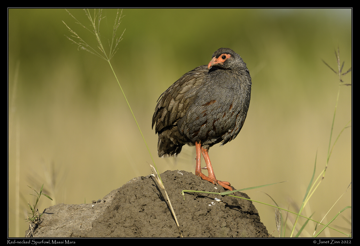 red_necked_spurfowl_JZ9_2671a