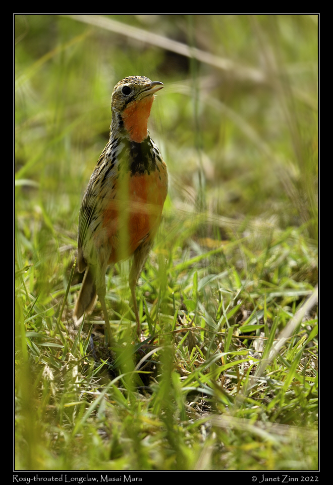 rosy_throated_longclaw_JZ9_0276a