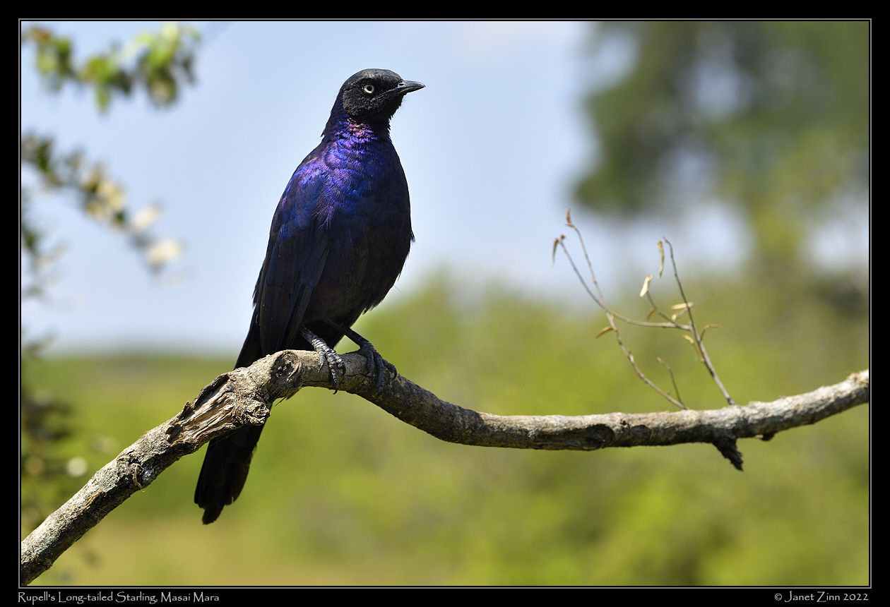rupells_long_tailed_starling_JZ1_7764a