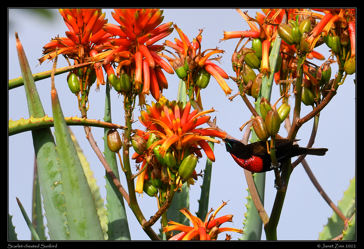 scarlet_chested_sunbird_JZ1_9491a
