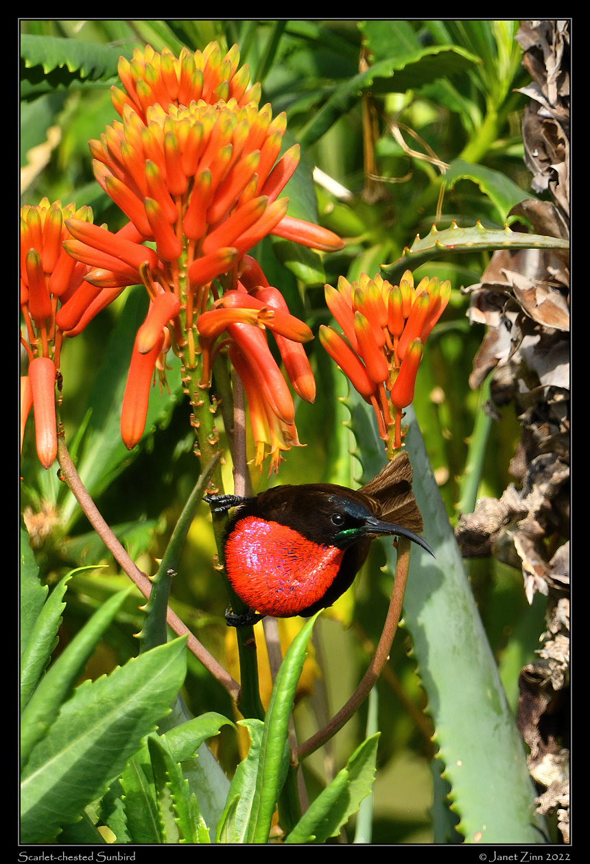 scarlet_chested_sunbird_JZ1_9545a