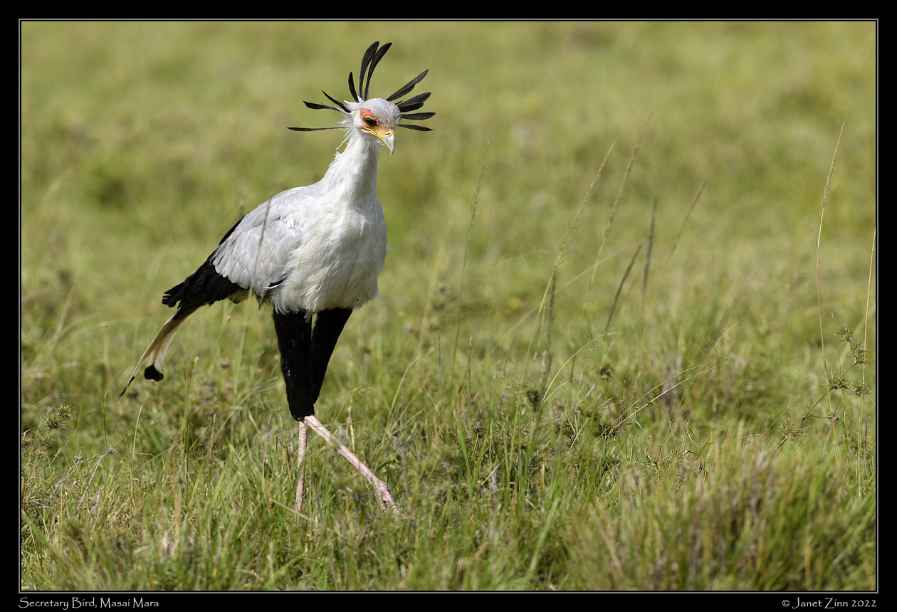 secretary_bird_JZ9_1535a