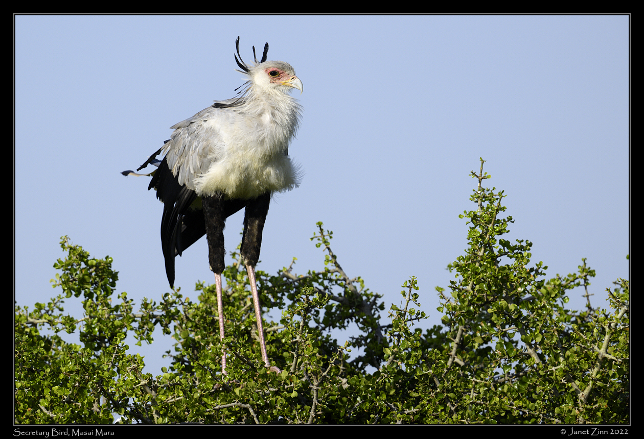 secretary_bird_JZ9_3491a