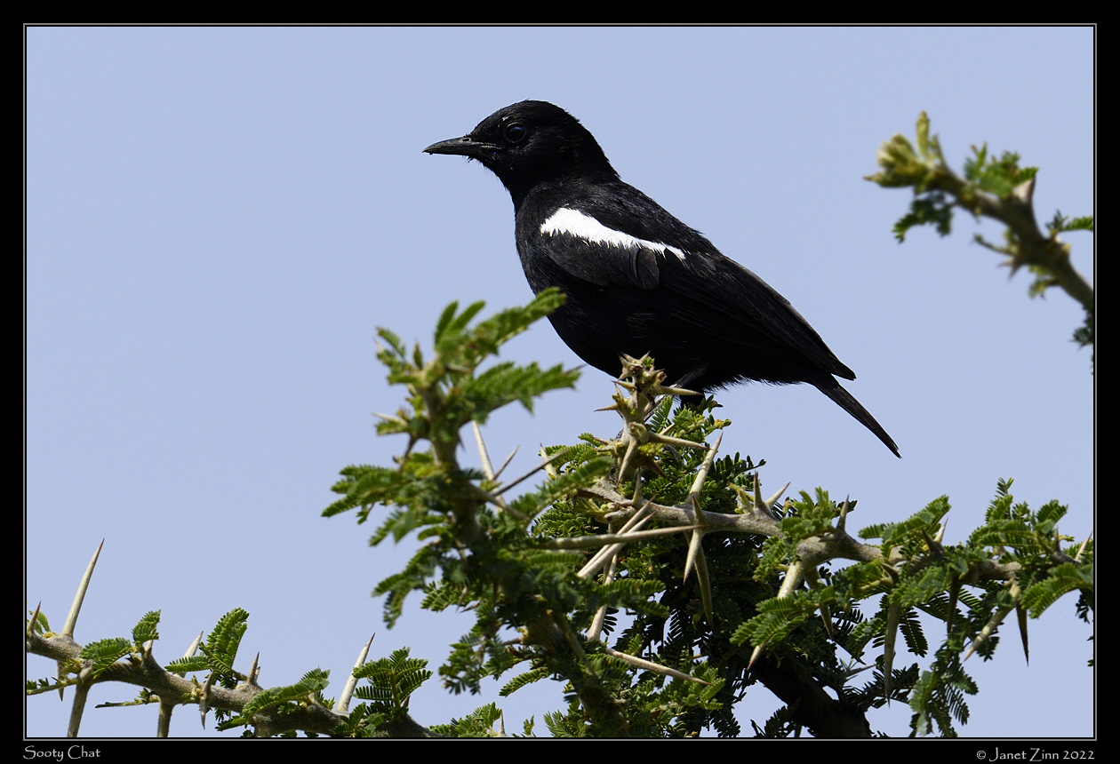 sooty_chat_JZ9_4497a