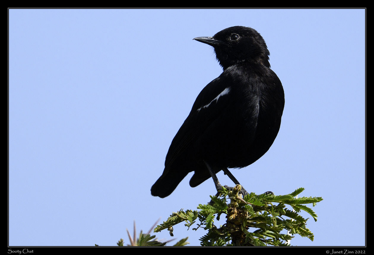 sooty_chat_JZ9_5574a