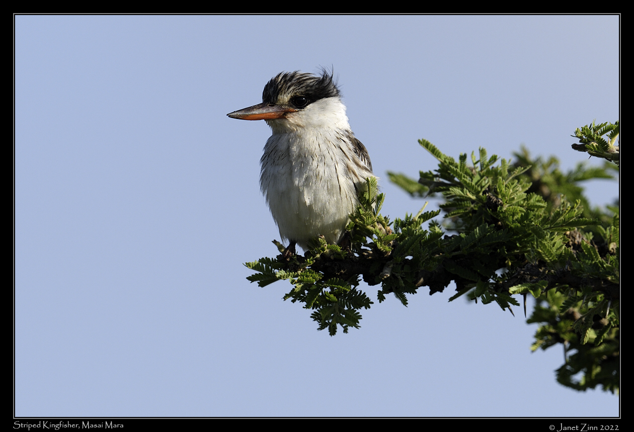 striped_kingfisher_JZ9_7194a