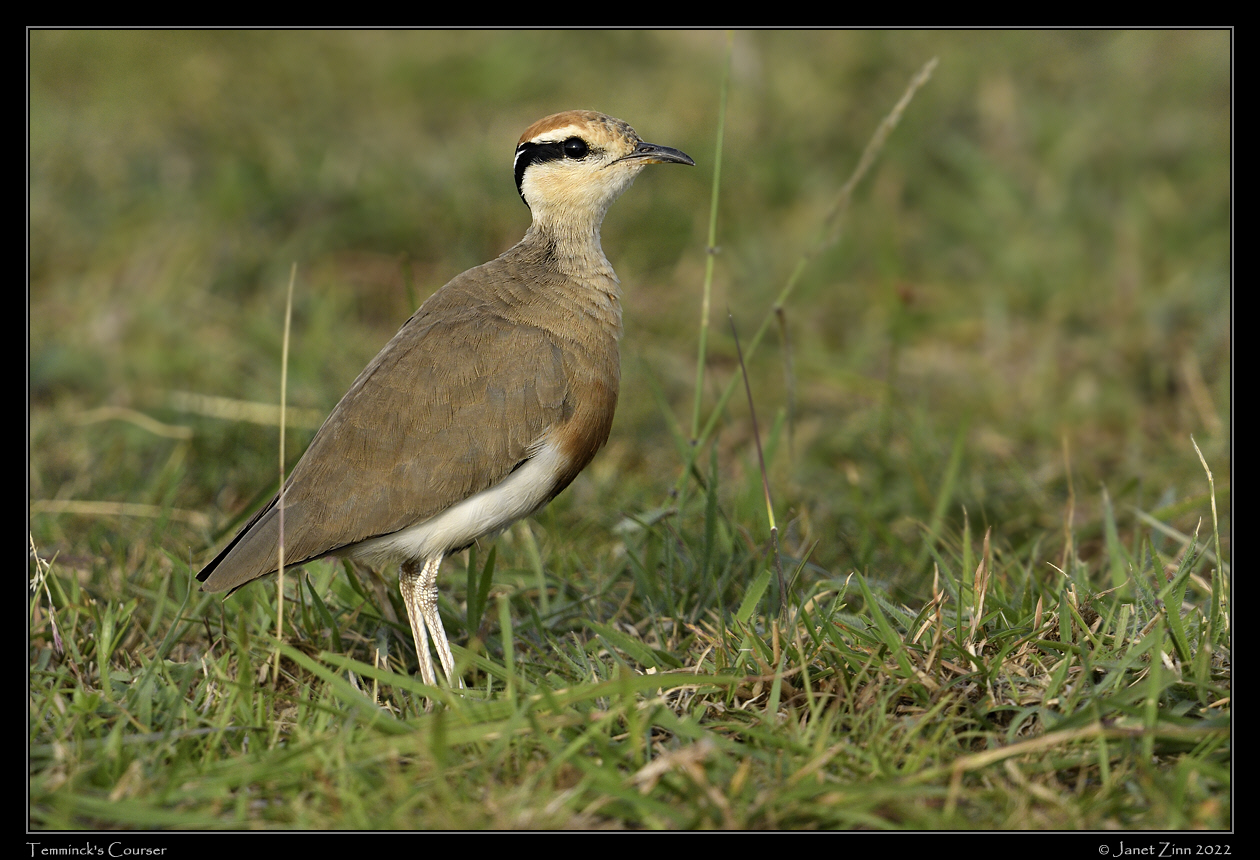 temmincks_courser_JZ9_6937a
