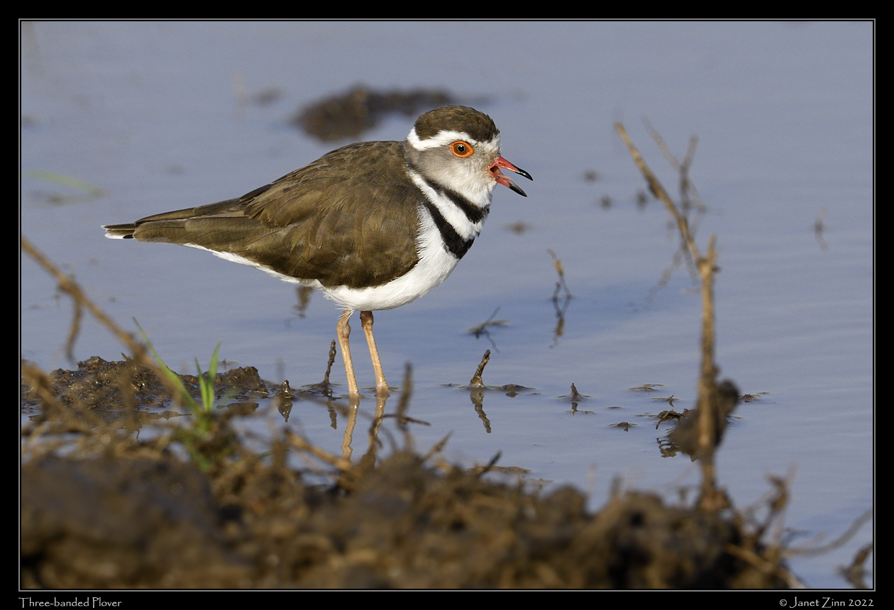 three_banded_plover_JZ9_5451a