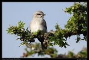  African Grey Flycatcher, Masai Mara, Kenya � J. Zinn