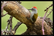  African Grey Woodpecker, Masai Mara, Kenya � J. Zinn