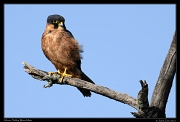  African Hobby, Masai Mara, Kenya � J. Zinn