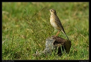  African (Grassland) Pipit, Masai Mara, Kenya � J. Zinn