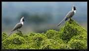  Bare-faced Go-Away-Birds, Masai Mara, Kenya � J. Zinn