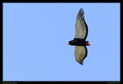  Bateleur, Masai Mara, Kenya � J. Zinn