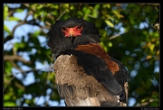  Bateleur, Masai Mara, Kenya � J. Zinn