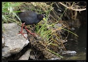  Black Crake, Masai Mara, Kenya � J. Zinn