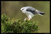  Black-winged Kite, Masai Mara, Kenya � J. Zinn