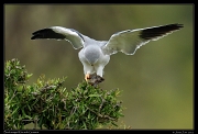  Black-winged Kite with Grassrat kill, Masai Mara, Kenya � J. Zinn