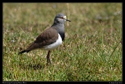  Black-winged Lapwing, Masai Mara, Kenya � J. Zinn