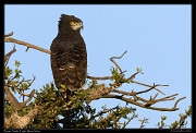  Brown Snake Eagle, Masai Mara, Kenya � J. Zinn