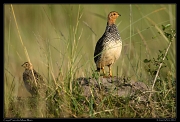  Coqui Francolin, Masai Mara, Kenya � J. Zinn