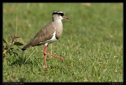  Crowned Lapwing, Masai Mara, Kenya � J. Zinn