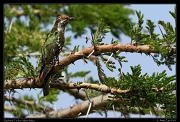  Diederick Cuckoo, Masai Mara, Kenya � J. Zinn