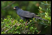  Gabar Goshawk (dark morph), Masai Mara, Kenya � J. Zinn