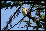  Great Spotted Cuckoo, Masai Mara, Kenya � J. Zinn