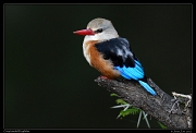  Grey-headed Kingfisher, Masai Mara, Kenya � J. Zinn