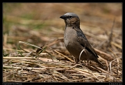  Grey-headed Social Weaver, Masai Mara, Kenya � J. Zinn
