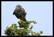  Grey Kestrel, Masai Mara, Kenya � J. Zinn