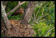  Hammerkop on nest, Masai Mara, Kenya � J. Zinn