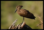  Hammerkop, Masai Mara, Kenya � J. Zinn