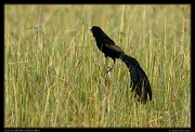  Jackson's Widowbird, Masai Mara, Kenya � J. Zinn