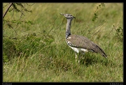  Kori Bustard, Masai Mara, Kenya � J. Zinn