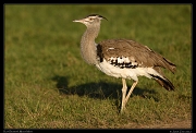  Kori Bustard, Masai Mara, Kenya � J. Zinn
