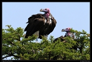  Lappet-faced Vulture, Masai Mara, Kenya � J. Zinn