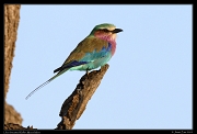  Lilac-breasted Roller, Masai Mara, Kenya � J. Zinn