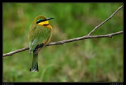 Little Bee-eater, Masai Mara, Kenya � J. Zinn