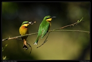  Little Bee-eaters, Masai Mara, Kenya � J. Zinn